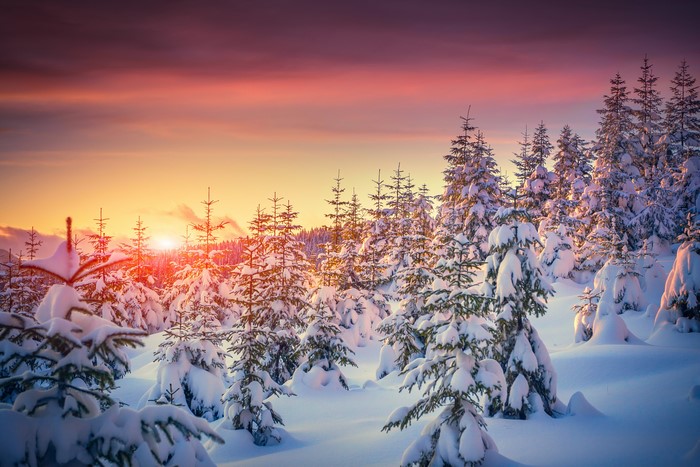 Winter forest with snow-covered spruce trees at sunrise