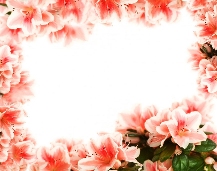 Pink and white Rhododendron flowers frame