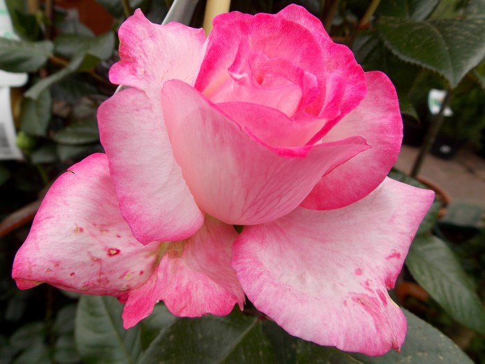 Close-up of a pink and white rose