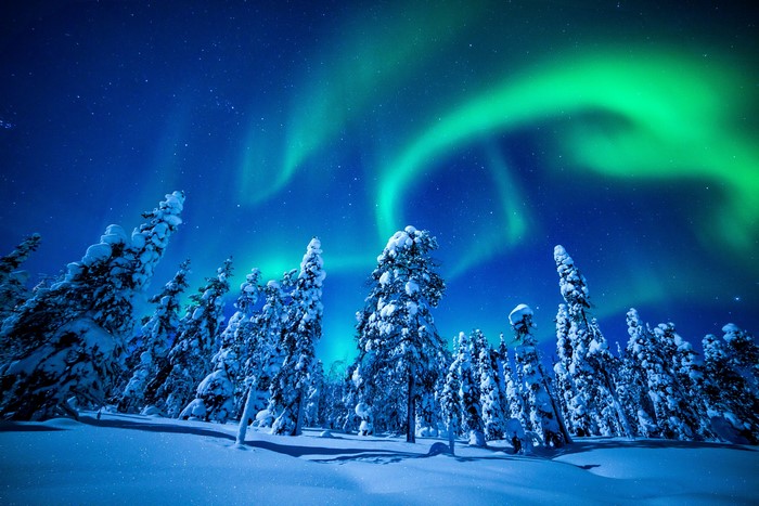 Aurora Borealis over snow-covered spruce trees in winter