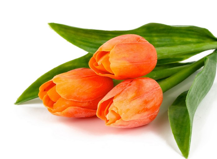 Orange Tulips with Green Leaves