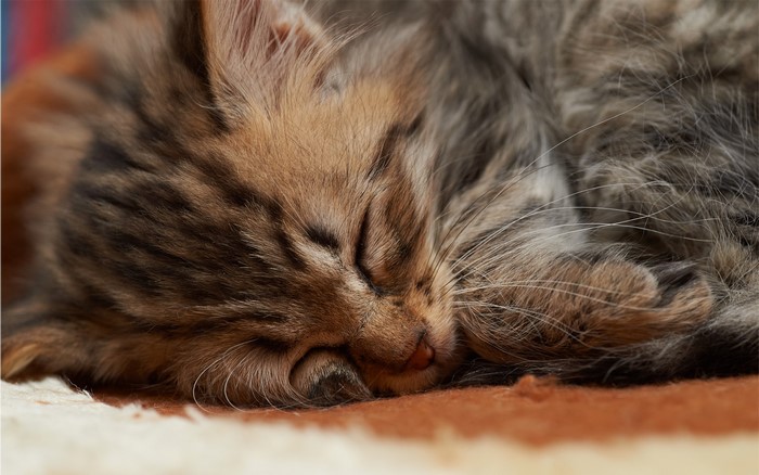 Close-up of a sleeping fluffy kitten