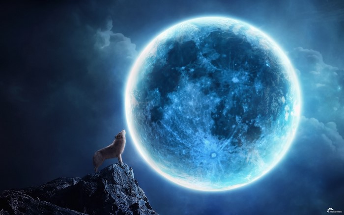Wolf howling at a large blue moon