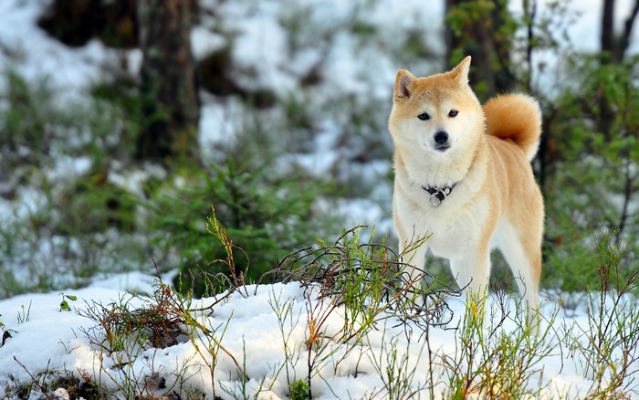 Shiba Inu dog standing in the snow
