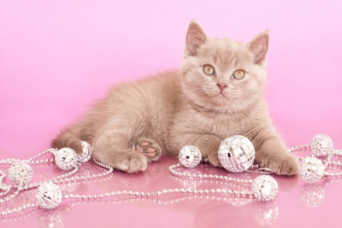 Kitten with disco balls and beads