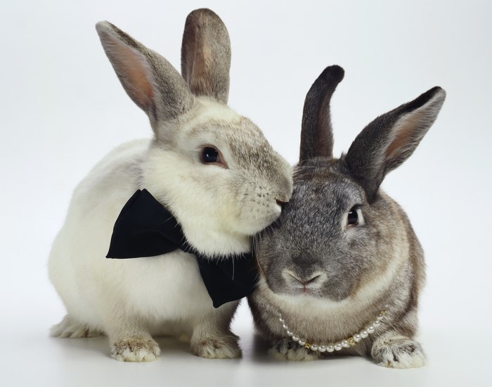 Two rabbits, one wearing a bow tie, the other a pearl necklace