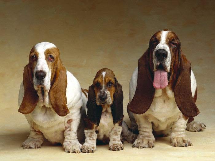 Three Basset Hounds sitting on a plain background