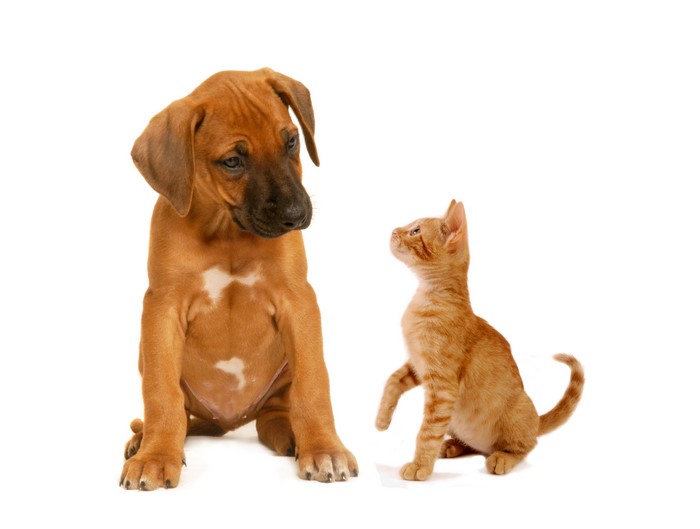 Ginger Kitten and Brown Puppy