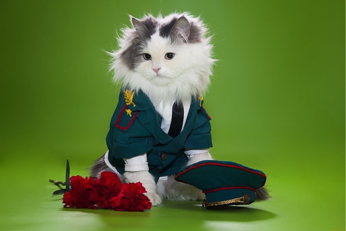 Cat in military uniform with carnations and cap