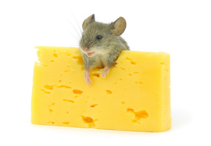 Mouse peeking out of a block of cheese