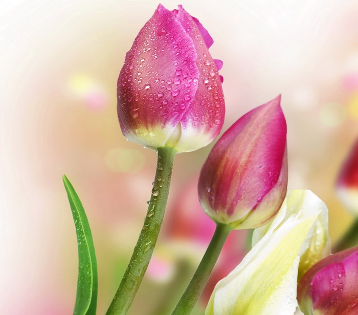 Close-up of pink tulips with water droplets