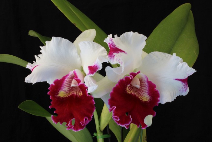 Two white and red orchids on a black background