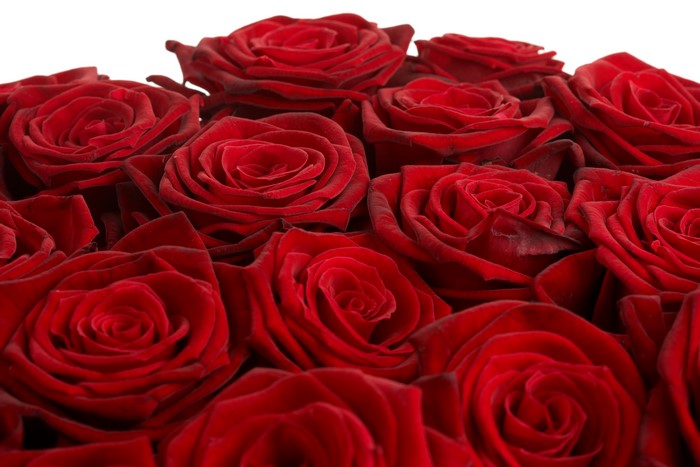4K Red Roses Closeup