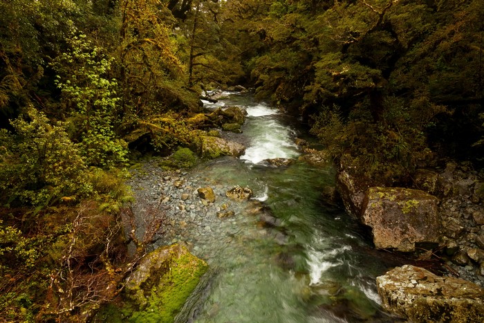 River flowing through Fiordland National Park, New Zealand