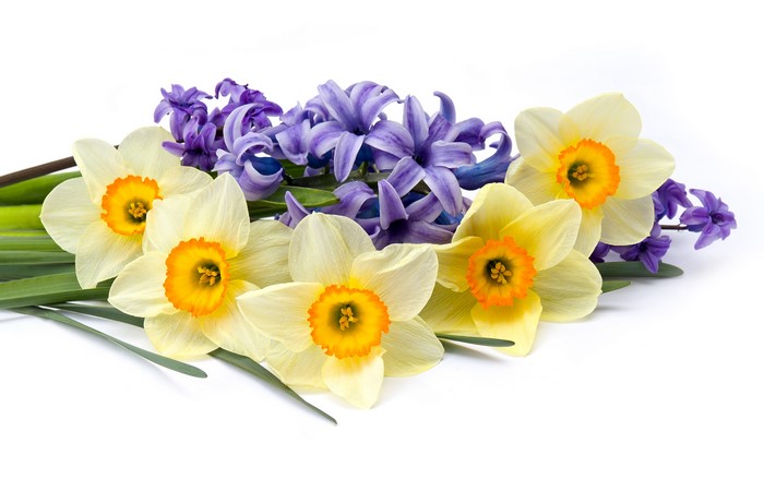 4K Hyacinths and Daffodils
