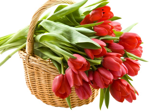 Red Tulips in a Wicker Basket