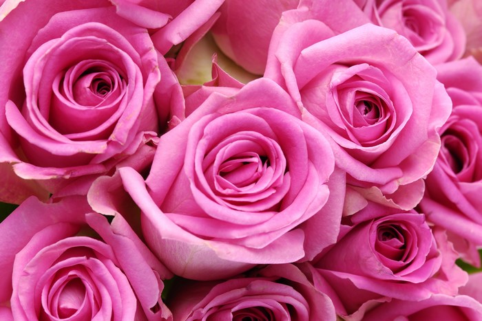 4K Pink Roses Closeup