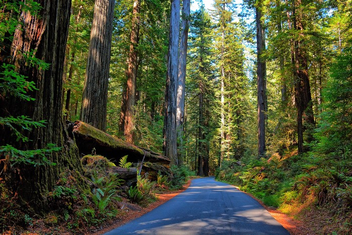 Road through a redwood forest with fallen tree
