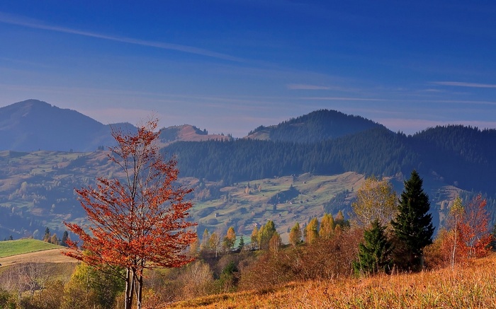 Autumn mountain landscape with colorful trees