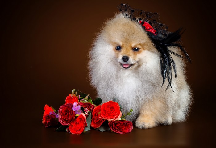 Pomeranian dog with roses and a hat