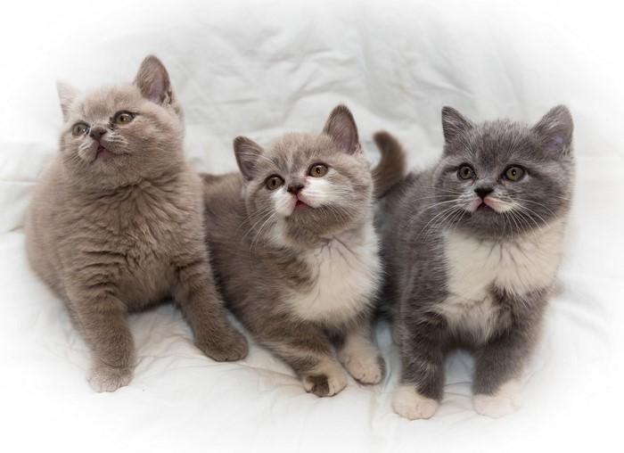 Three British Shorthair Kittens on a White Blanket