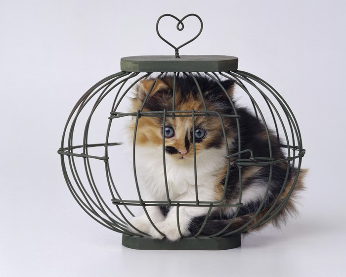 Calico kitten in a decorative birdcage