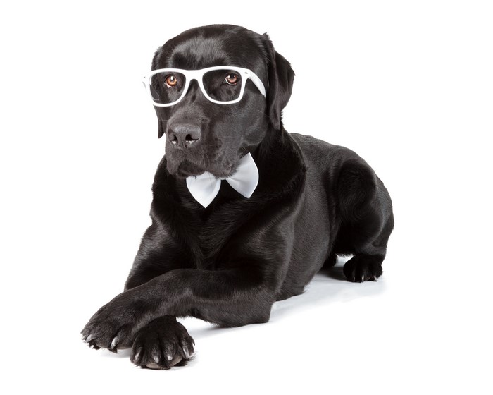 Black Labrador wearing glasses and bowtie