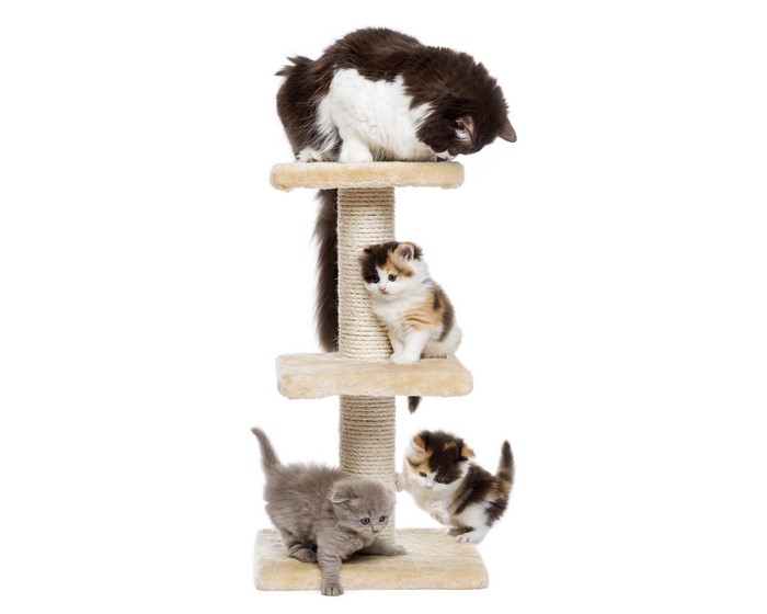 Four cats on a cat tree