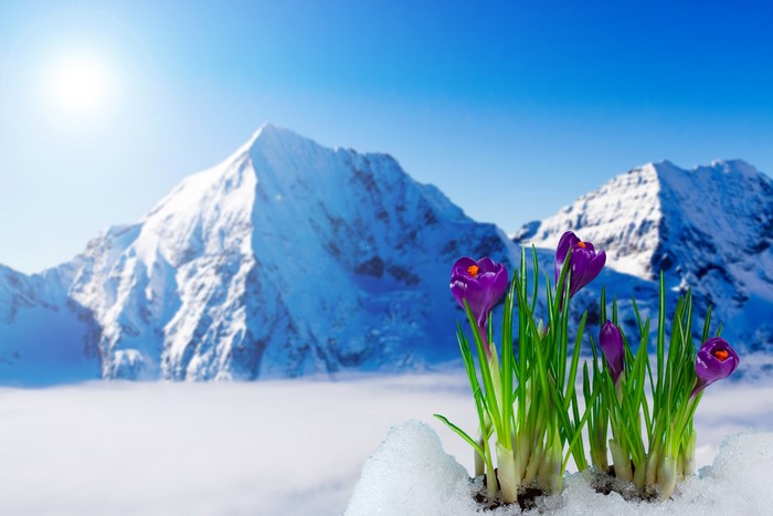 4K Crocuses Blooming in Snowy Mountains