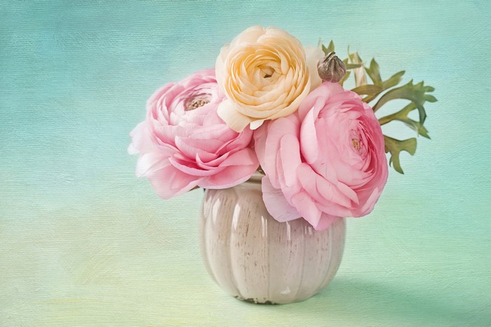 Pink and yellow ranunculus flowers in a vase