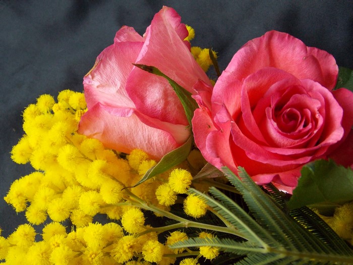 Pink roses and yellow mimosa flowers