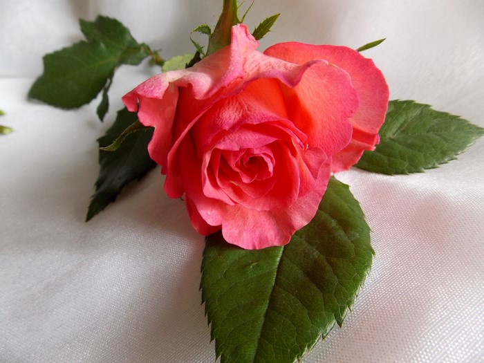 Pink rose with green leaves on white fabric