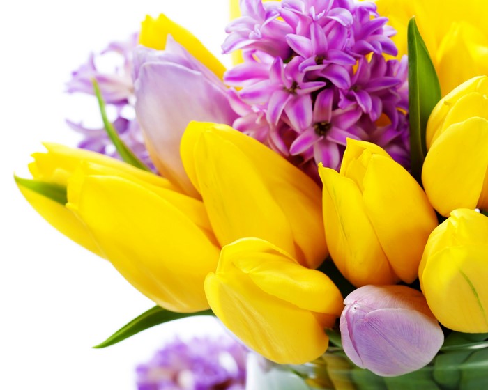 Yellow Tulips and Purple Hyacinths Closeup
