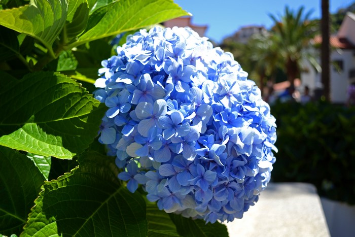 Blue Hydrangea Flower with Green Leaves