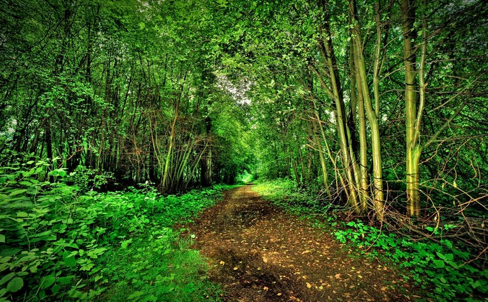 A dirt path winds through a dense green forest.