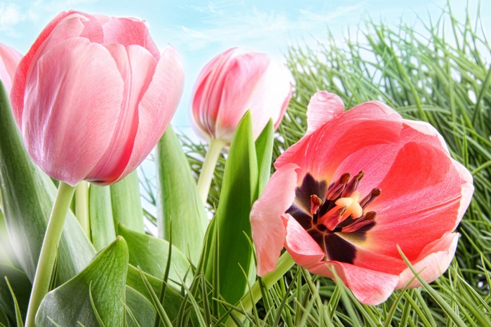 Pink Tulips in Green Grass