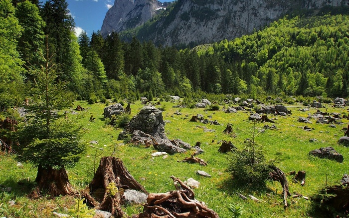 Mountain landscape with forest and meadow