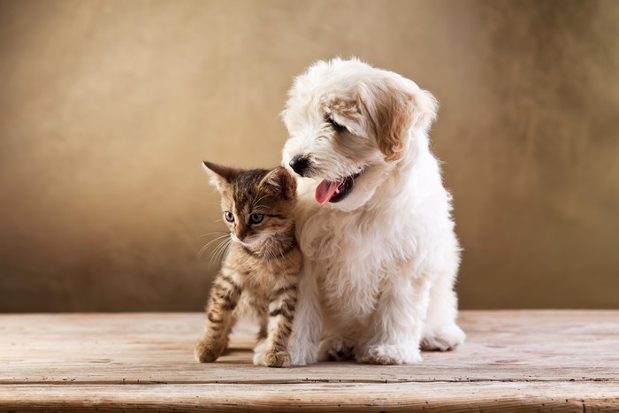Kitten and Bolognese puppy on wooden table