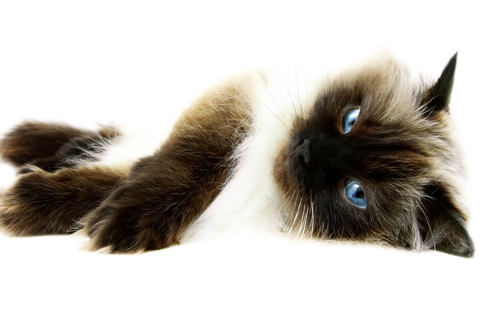 Siamese cat with blue eyes lying down