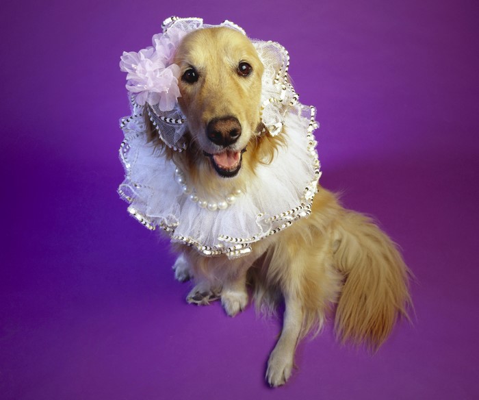 Golden Retriever dog wearing a ruffled collar and pearl necklace