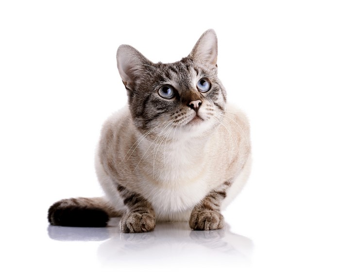 Siamese Cat with Blue Eyes Looking Up