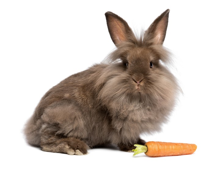 Brown Lionhead Rabbit with Carrot