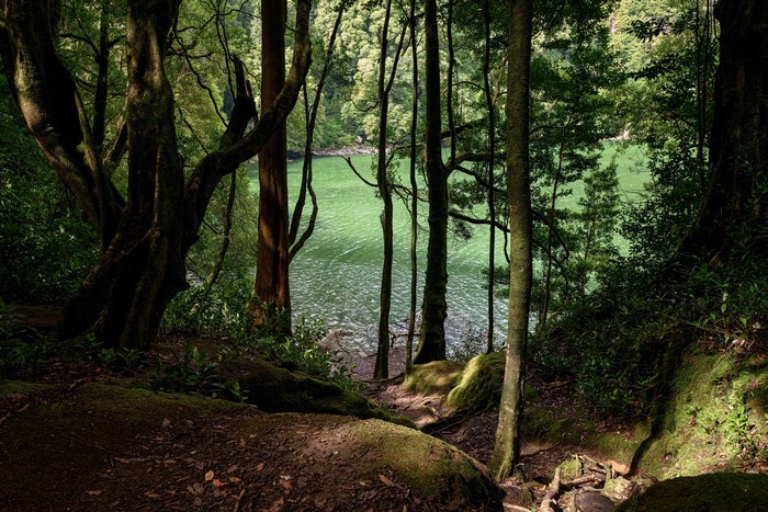 Forest path overlooking a green lake on Sao Miguel, Portugal