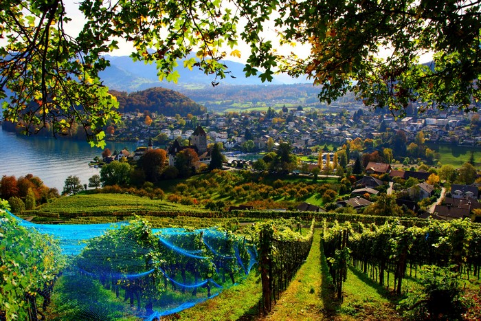 Vineyards overlooking Spiez, Switzerland with lake and mountains