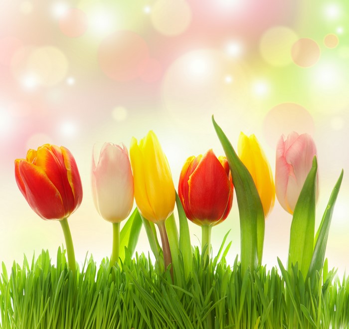 Tulips growing in green grass with bokeh background
