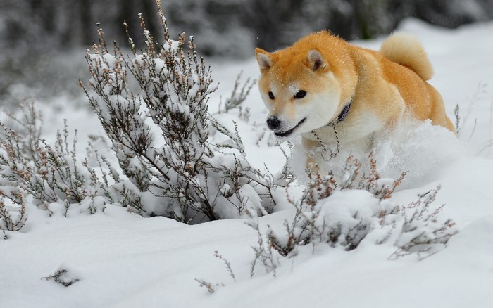 Shiba Inu dog running through snow