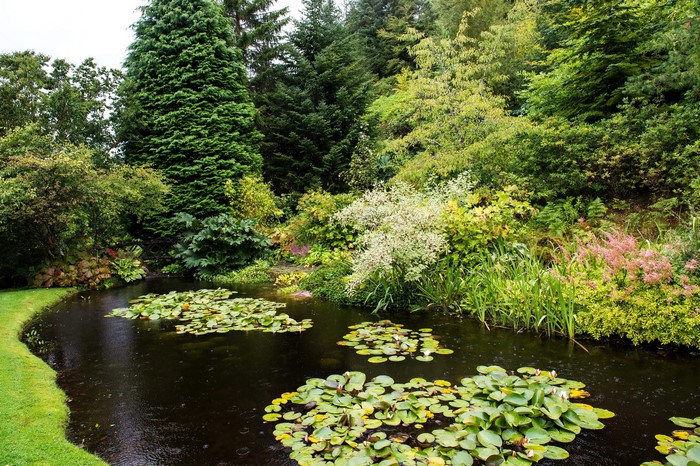 Pond with water lilies and trees in Attadale Gardens