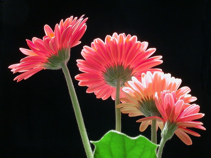 Backlit Pink Gerbera Daisies on Black Background