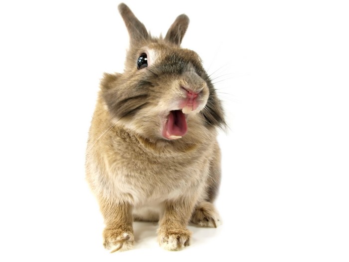 A yawning rabbit on a white background