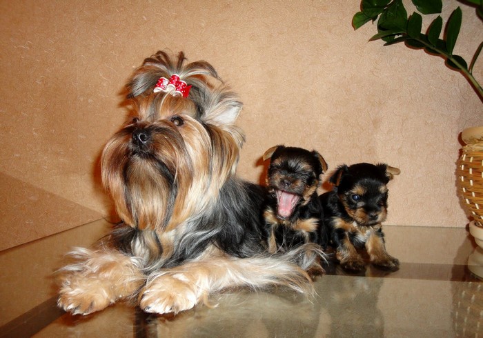Yorkshire Terrier mother with two puppies